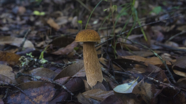 蘑菇野生菌牛肝菌真菌