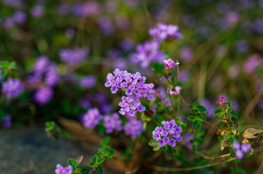 紫花马樱丹