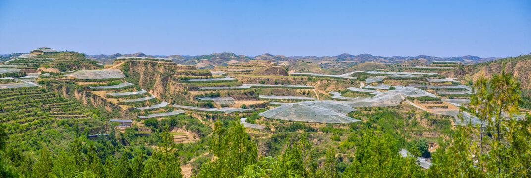 高西沟山地苹果园