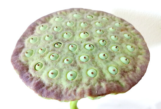 莲蓬