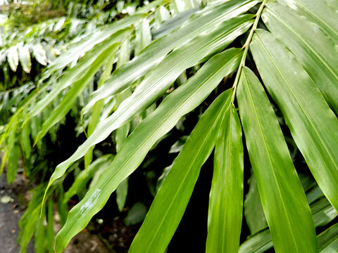 砂仁植株