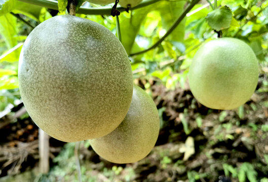 百香果种植基地