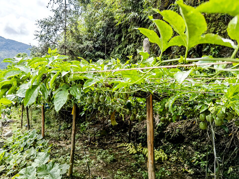 百香果种植基地