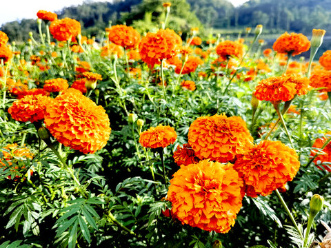 万寿菊