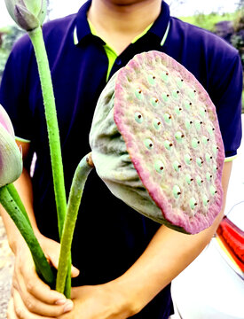 莲蓬荷花荷叶