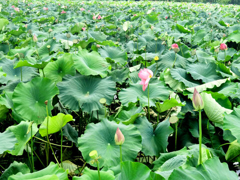 荷花池