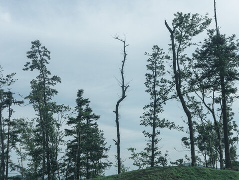 高山云海