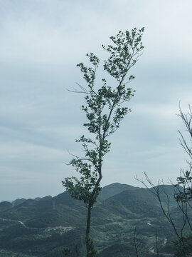 高山云海