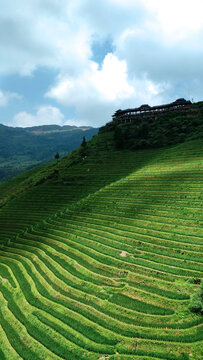 梯田美景