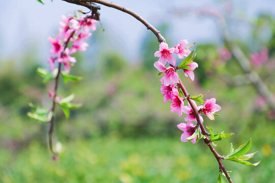 梅花