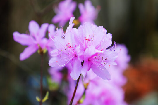 丁香杜鹃花