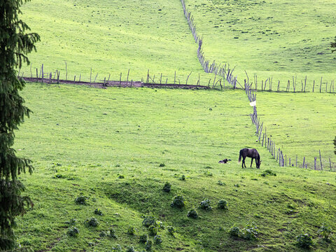 马在草原上吃草的画面