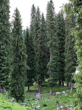 新疆伊犁的森林自然风景