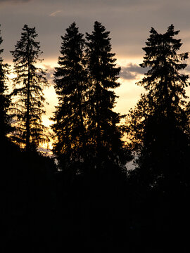 森林里夕阳落山的自然风景