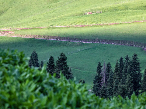 夏天新疆伊犁的草原森林风景