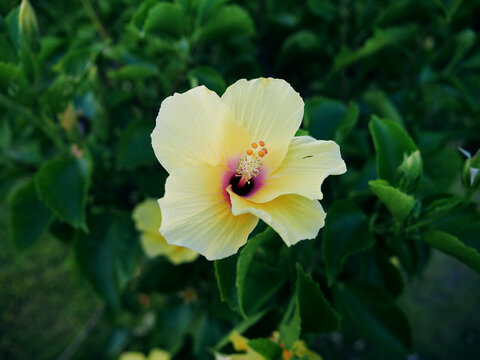 淡黄朱槿花