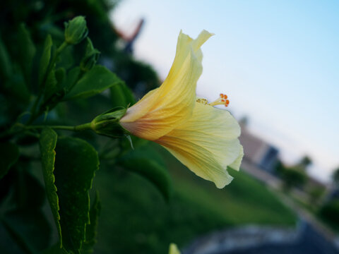 朱槿花侧面