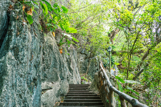 阳光树林古道山道