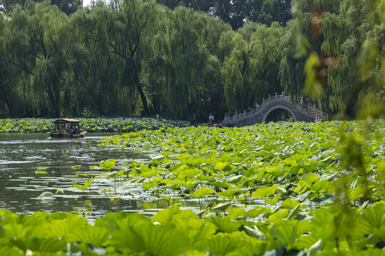 圆明园夏天风景