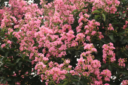 夏日宁静紫薇花簇