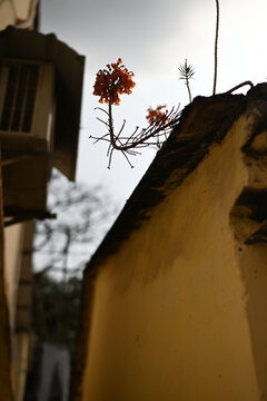 老房子屋顶上的花