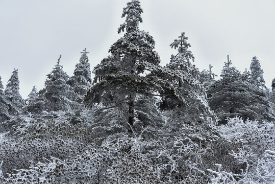 雪松