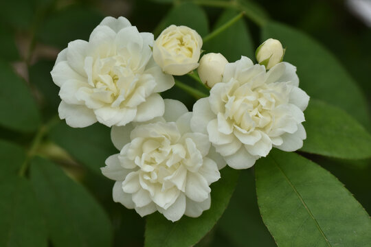 白木香花