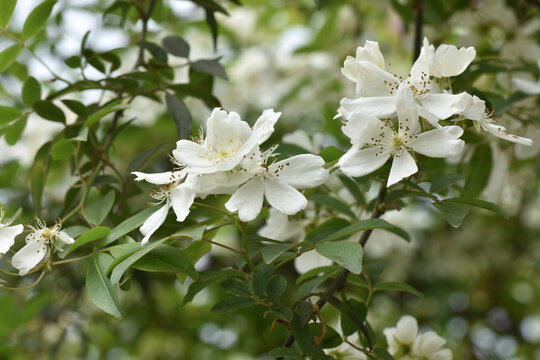 白木香花