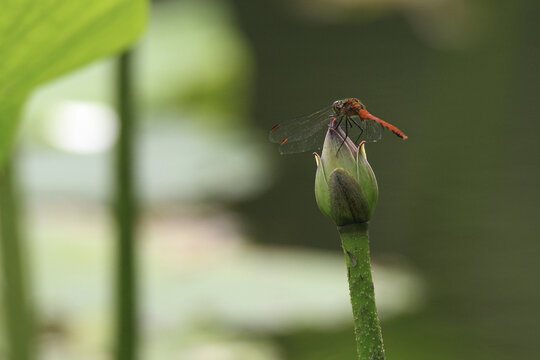 红蜻蜓飞机轰炸机蚊子益虫