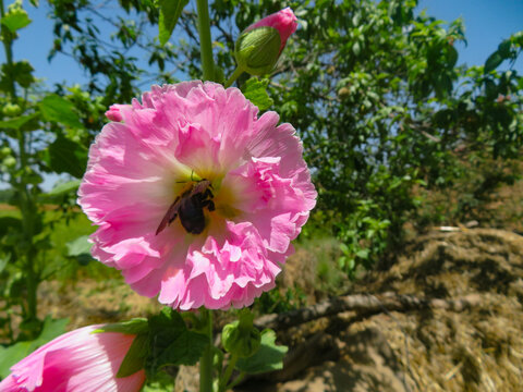 蜀葵花