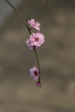 梅花