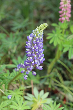 风信子花草公园草地花串鲜花