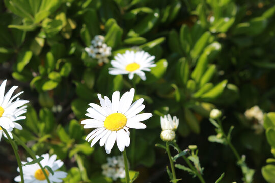 小雏菊