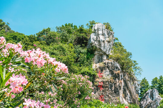 夹竹桃花和七星岩石刻