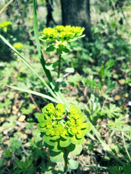 油菜花