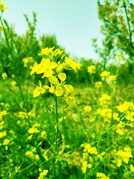 油菜花