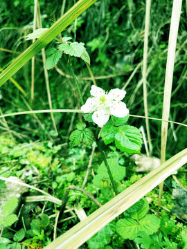 野草莓花