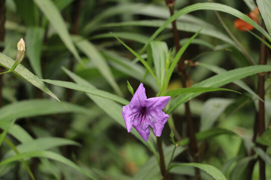 夏日宁静蓝花草