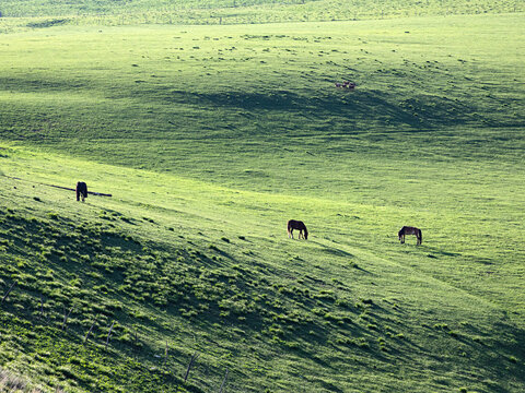 草原上马匹吃草的自然风景