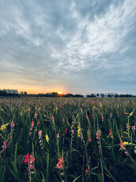 花海夕阳