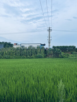 稻田风景
