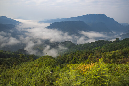 云雾山林