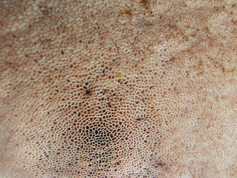 蘑菇纹理