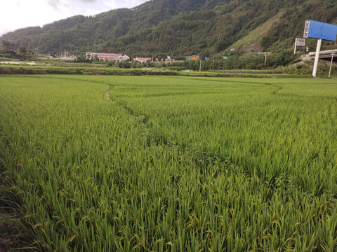 南方稻田