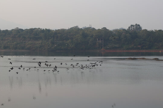 清晨江景河边水鸟候鸟环保生态