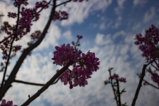 背光樱花