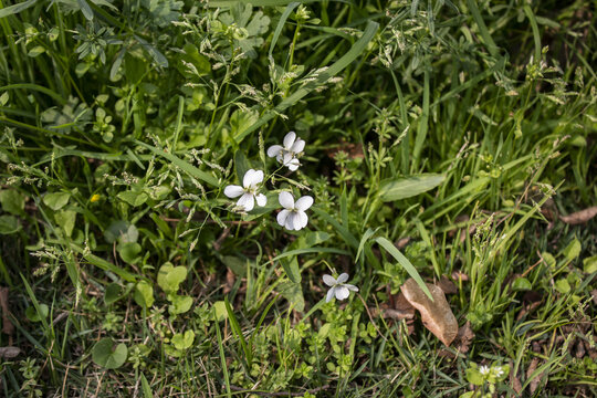 白色紫花地丁