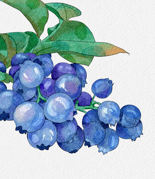 蓝莓水果水彩插画