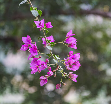 粉色花朵三角梅特写镜头