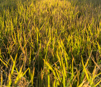 秋天丰收的水稻田
